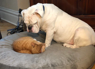 The author's local vet for Sullivan (Bull dog) and Clancy (Cat) reports a surge in families acquiring new pets during the Covid 19 crisis, the perfect time to bond with and train a new family member!