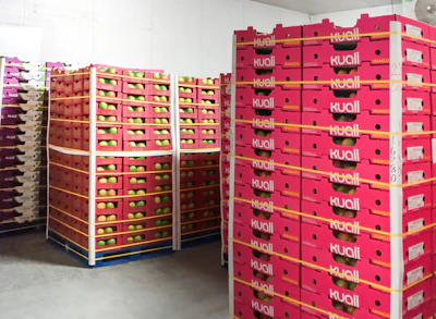 Fruta-Exporta and Squid Ink are currently working on developing a box counting function to estimate payment for packers, on using the production data acquired through a software, and on process optimization in all packaging lines.