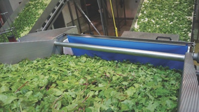 Spinach Food Inspection Technology