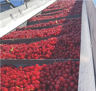 Replacing valves to limit water losses saved millions of gallons of water for Conagra Brands’ Fennville, Mich., plant.