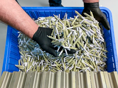 Close up of Futurola pre-rolls, twisted and trimmed. These use a 98-mm cone with 26-mm blank filter (98/26).