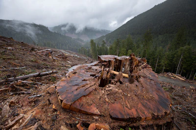 According to Canopy, 3 billion trees, many of which are from the world’s oldest, most carbon- and biodiversity-rich forests, are cut down every year to meet the global demand for paper packaging. Credit: TJ Watt, Caycuse Watershed, April 2021