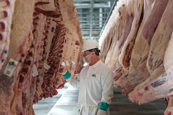 Tracking tags store several details about a carcass into the information system, including live weight, dress weight, marbling, back fat scores, ribeye size, and more.